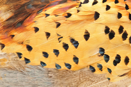 Pheasant feather