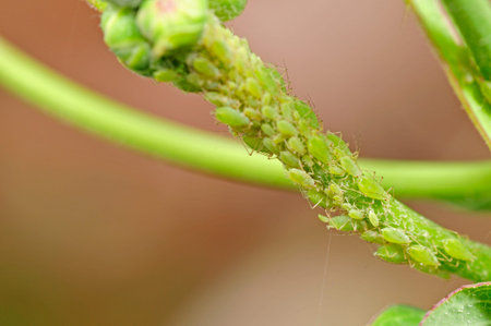 Green plants on aphidsの写真素材