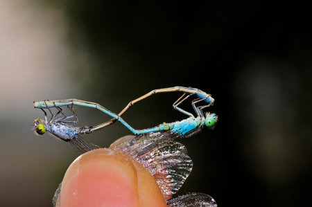 dragonflyの写真素材