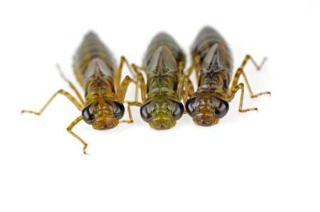 Dragonfly larvae isolated on a white backgroundの写真素材