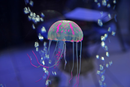 jellyfishの写真素材