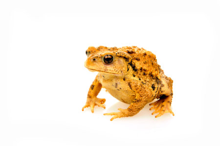 Yellow colour frog isolated on white background 