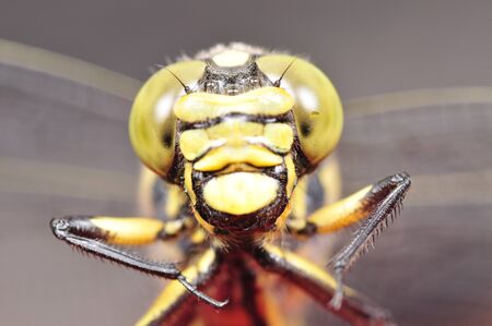 dragonflyの写真素材