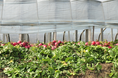 Fresh green radish on the farmの写真素材