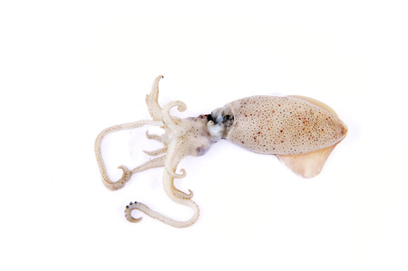 Octopus on white backgroundの写真素材