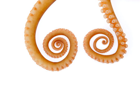 Octopus on a white backgroundの写真素材