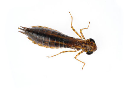Dragonfly larvae isolated on a white backgroundの写真素材