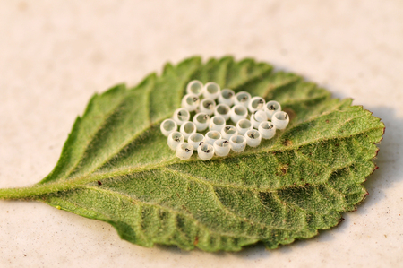 The green worm eggs on leafの写真素材