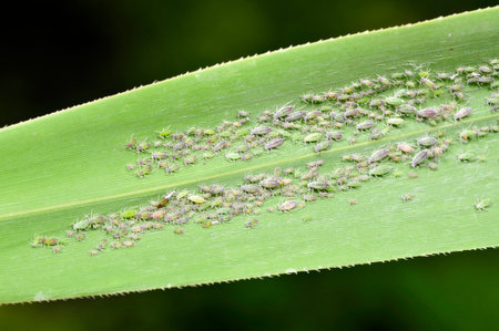 aphid on green leaf