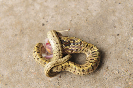 Yellow snakes swallowing a birdの写真素材