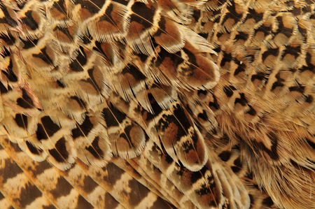 Pheasant featherの写真素材