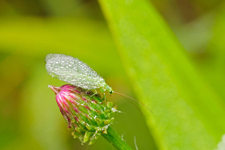 dew on the lacewing flyの写真素材