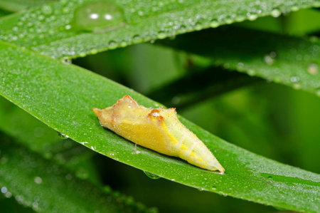 butterfly pupa on the green leafの写真素材