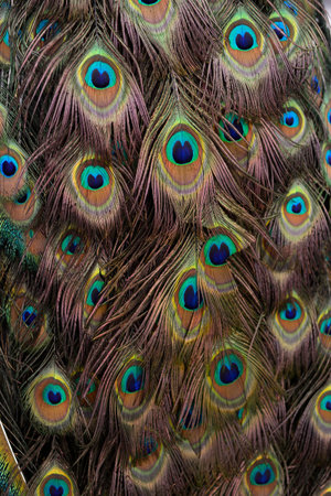 The peacock's feathers