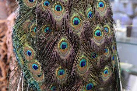 Peacock feathersの写真素材