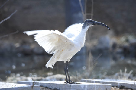 Ibisesの写真素材