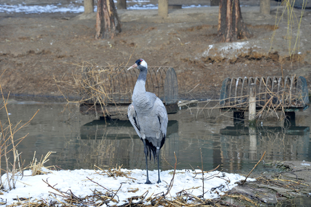 Red-crowned cranesのeditorial素材