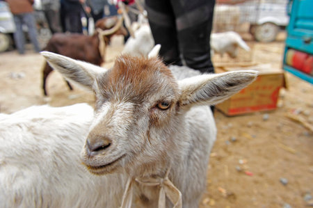 The sheep