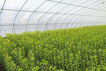 Lilies are planted in greenhouseのeditorial素材