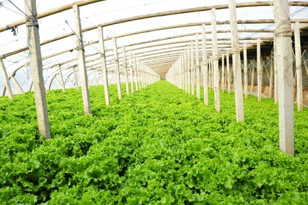 Vegetables in greenhousesのeditorial素材