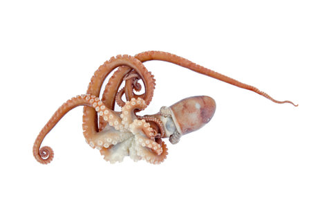 Octopus on white backgroundの写真素材