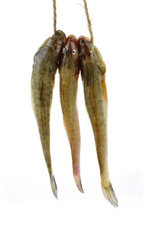 Sea fish on a white backgroundの写真素材