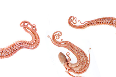 Octopus on white backgroundの写真素材