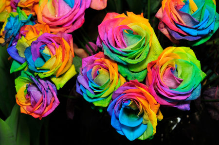 Beautiful colorful roses