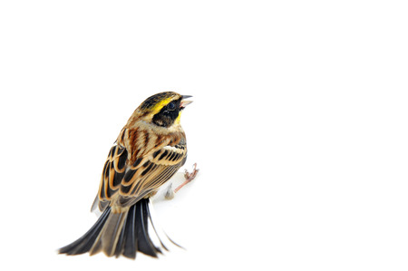 Beautiful birds on a white backgroundの写真素材