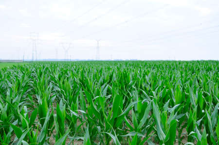 Green corn fieldの写真素材