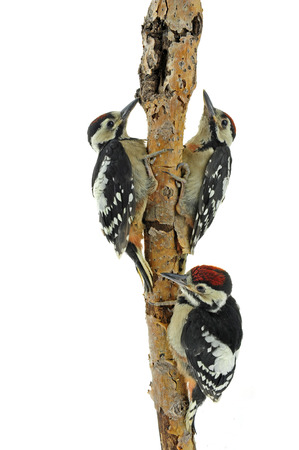 woodpeckerの写真素材