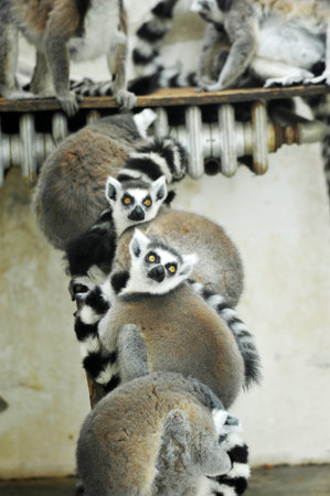 Ring-tailed lemur