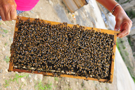 apiary