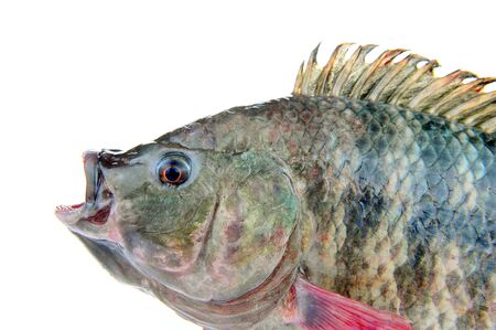 Tilapia on a white backgroundの写真素材