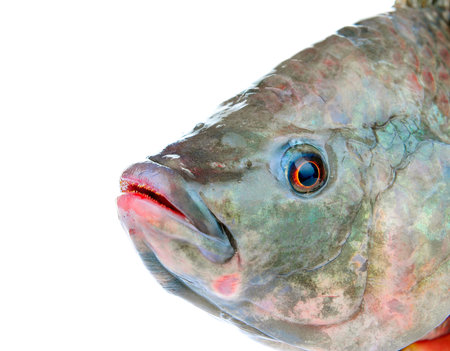 Tilapia on a white background