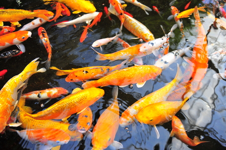 Koi fish in the pondの写真素材