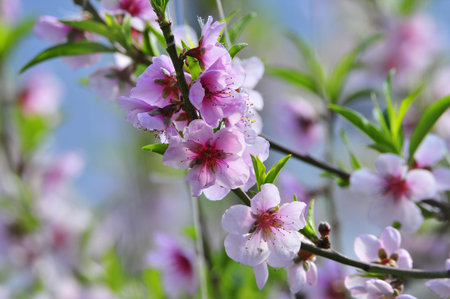 The peach blossom in the greenhouses