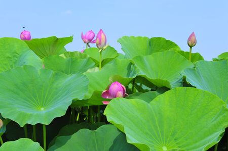 lotus pondの写真素材
