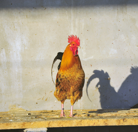 Chickenの写真素材