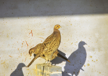 pheasantの写真素材