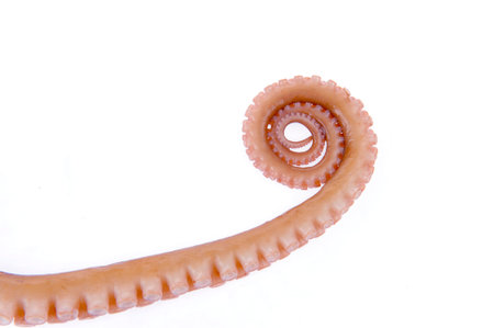 Octopus on a white backgroundの写真素材