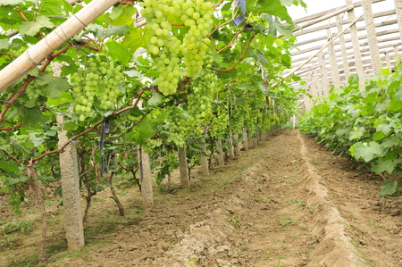 Ripe grapes in his vineyardのeditorial素材