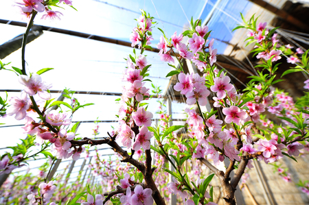 The peach blossom in the greenhousesの写真素材