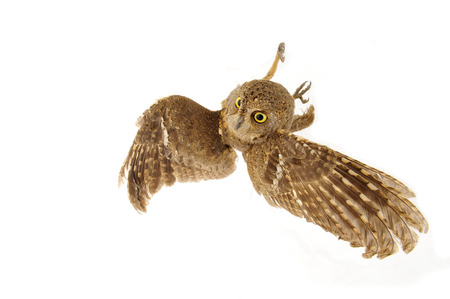 The owl in the white backの写真素材