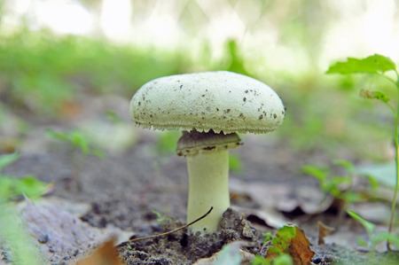 Wild mushrooms, in the wild natureの写真素材