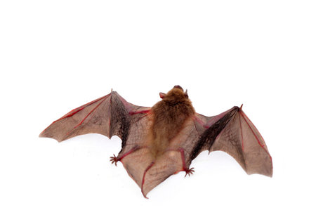 The bat on a white backgroundの写真素材