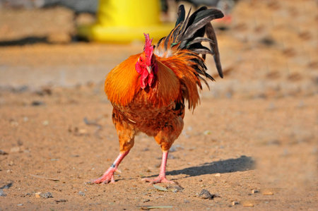 chickenの写真素材