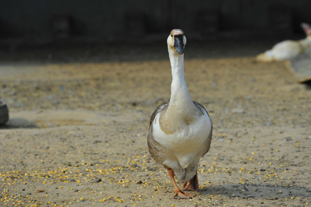 goose