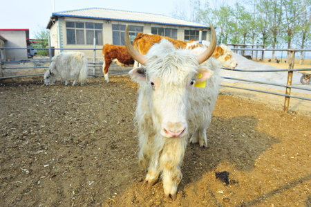 The cow farmのeditorial素材