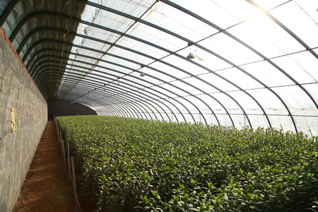 Lilies are planted in greenhousesのeditorial素材